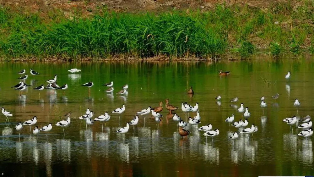 環(huán)境好了，野生動(dòng)物就“回家”了