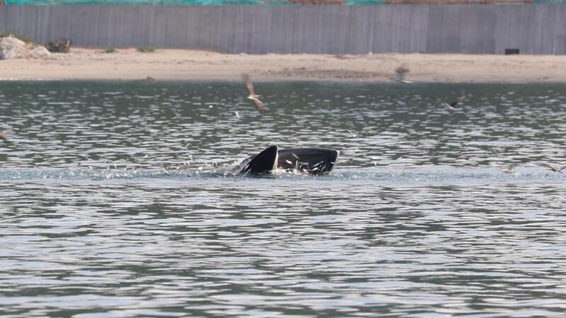 鯨魚小布來了！多一些歡呼，再多一些保護(hù)！