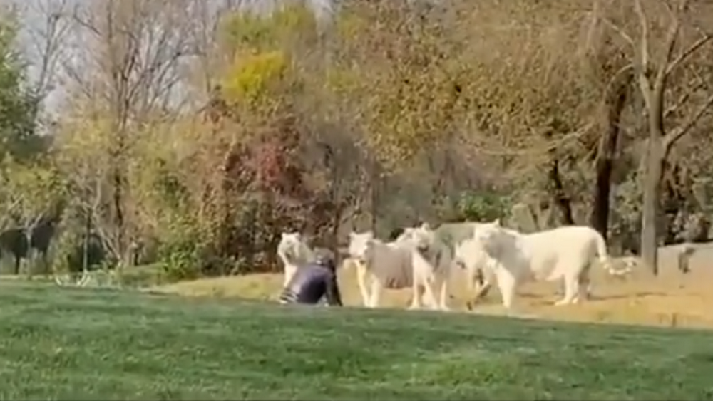 游客擅自下車單挑11只白虎，是想做當代武松嗎？